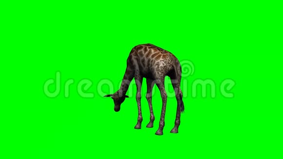 长颈鹿放牧2绿色屏幕视频的预览图