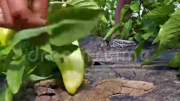 辣椒种植在温室里视频的预览图