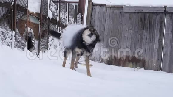 在一个冬天的季节狗狗在狗舍附近的链子上慢动作视频的预览图