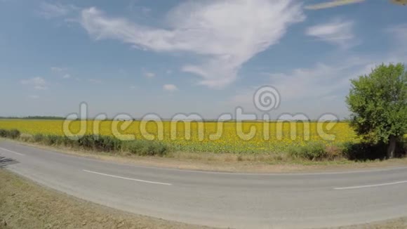 空中4K向日葵花田从空中观看在明亮阳光明媚的早晨蓝天与散落的云低空视频的预览图