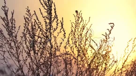日落时分阳光照耀着美丽的干燥草药视频的预览图