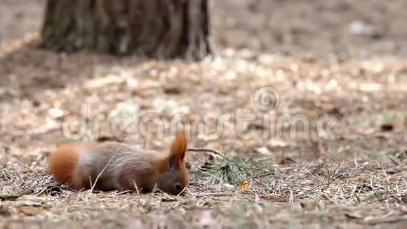 红松鼠在松林的地上吃种子视频的预览图