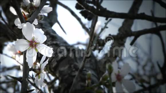 美丽的杏仁花视频的预览图