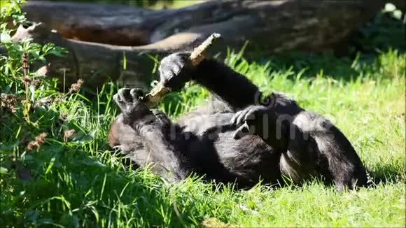 大自然中的大猩猩视频的预览图