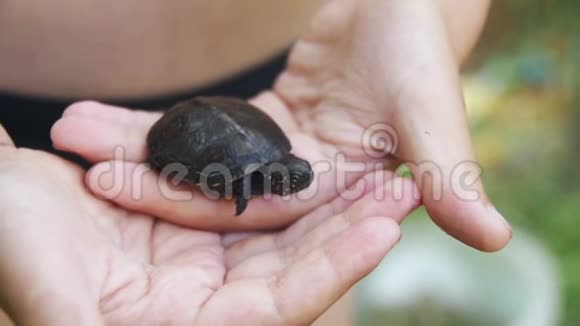 男孩手掌心里拿着一只小乌龟吱吱作响慢动作视频的预览图