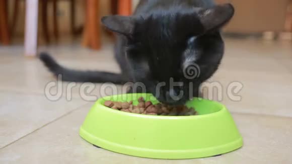 漂亮的黑猫在吃食物特写干粮视频的预览图