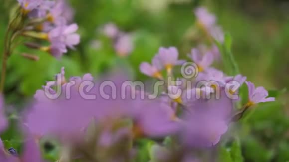 野花和植物野花田野上五颜六色的花野草和野花之间的野花近在咫尺视频的预览图