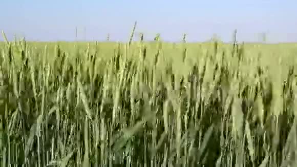 夏日风吹动的绿色麦田浪视频的预览图