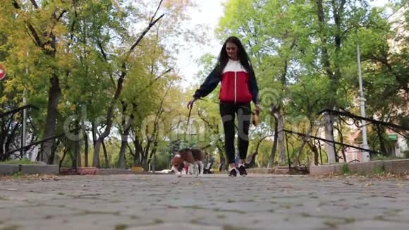 秋天公园里和一只小猎犬散步的女孩视频的预览图