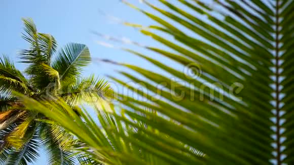 椰子棕榈树冠对蓝色阳光天空透视从地面视频的预览图