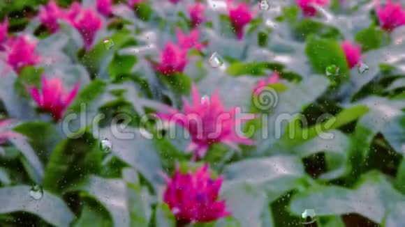 近距离观察雨滴落在玻璃窗上的花朵图像视频的预览图