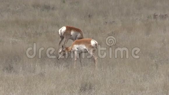 长角羚羊是在放牧视频的预览图