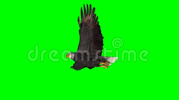 鹰在滑翔2绿色屏幕视频的预览图
