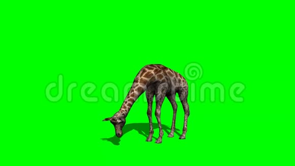 长颈鹿用阴影1绿色屏幕放牧视频的预览图