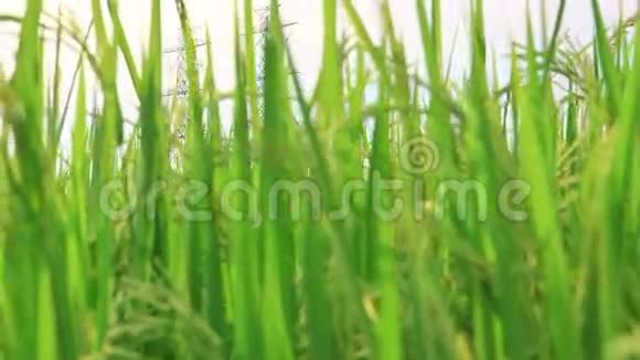 稻绿锉中高压电塔电动电线杆视频的预览图