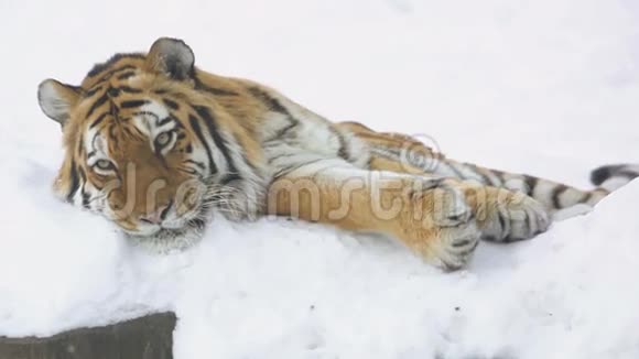 一只躺在雪地里的老虎坐起来环顾四周视频的预览图