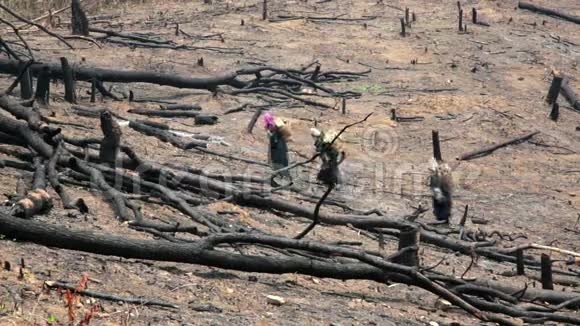 阿克哈村民在老挝的Burnt森林里背背行走视频的预览图