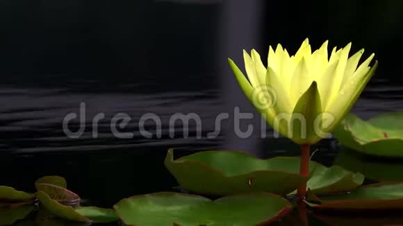 湖中的莲花和百合花视频的预览图