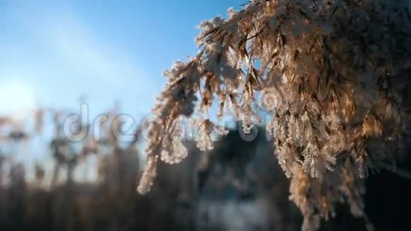 冬天寒冷的日子里风吹袭干涸的芦苇使芦苇枯萎视频的预览图