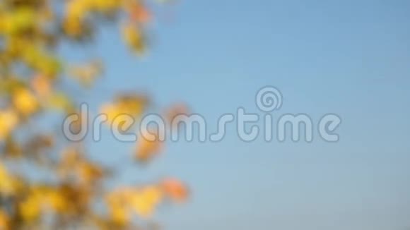 模糊的秋天背景枯黄的落叶飘落视频的预览图