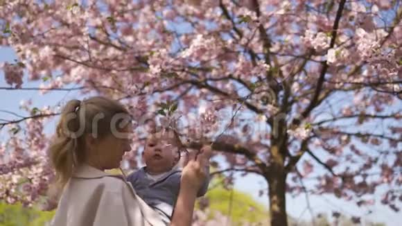 年轻的妈妈抱着她的小儿子孩子在盛开的樱花树下飘落的粉红色花瓣和视频的预览图