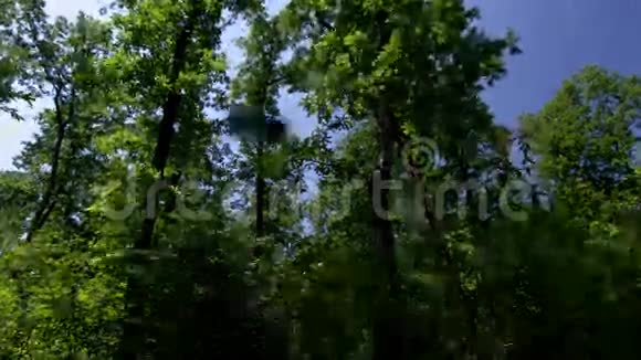 森林时间流逝DSLRHDR与蓝天和移动的云视频的预览图
