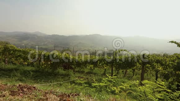 美丽的意大利山谷全景与葡萄园一匹小马吃葡萄全景图视频的预览图