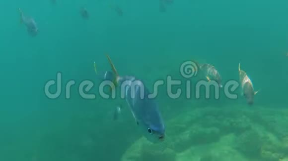 一群黄鱼在水下视频的预览图