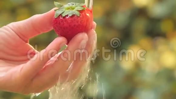 草莓在阳光明媚的日子里收拢视频的预览图