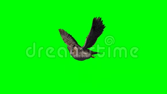 猫头鹰在滑翔2个不同的视图1绿色屏幕视频的预览图