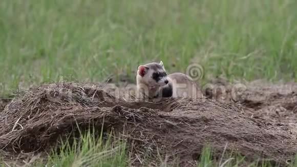 一只联邦濒危的黑脚雪貂在草原上的一只草原狗洞里视频的预览图