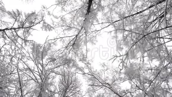 冬天的树视频的预览图