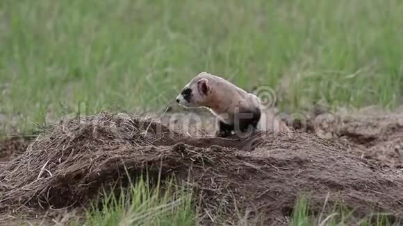 一只联邦濒危的黑脚雪貂在草原上的一只草原狗洞里视频的预览图