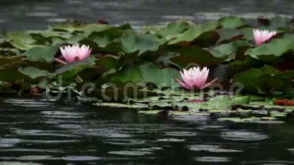 湖中的莲花和百合花视频的预览图