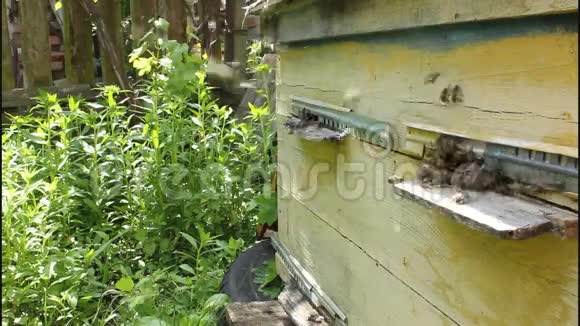 在蜂巢中传递花蜜和花粉视频的预览图
