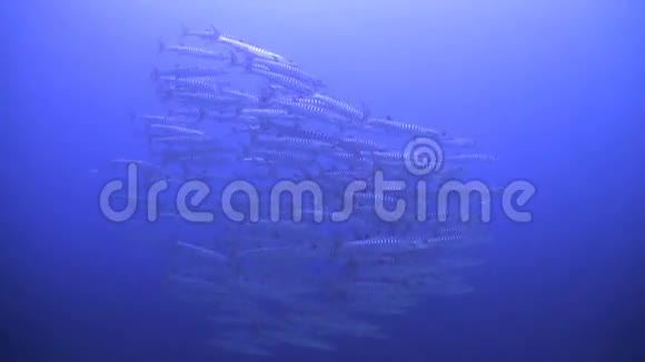 黑鳍巴拉库达斯在蓝色的水里游泳视频的预览图