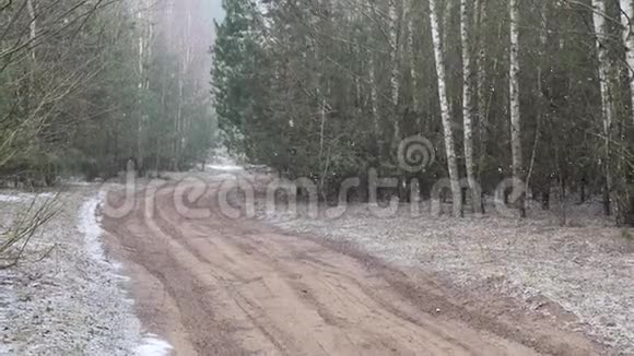 第一场雪覆盖了桦树的地面视频的预览图