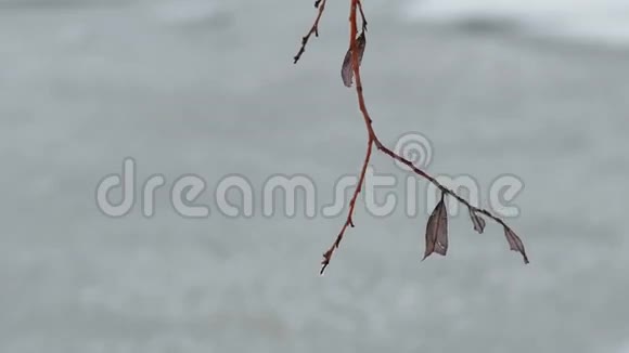 冬季雪中的单株枯树枝视频的预览图