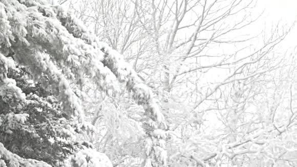 树木在暴风雪中摇曳视频的预览图