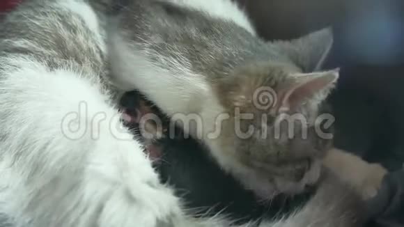 母亲蓬松的猫怀孕分娩和新生婴儿小猫的生活方式喝牛奶从他们的母亲乳房猫视频的预览图