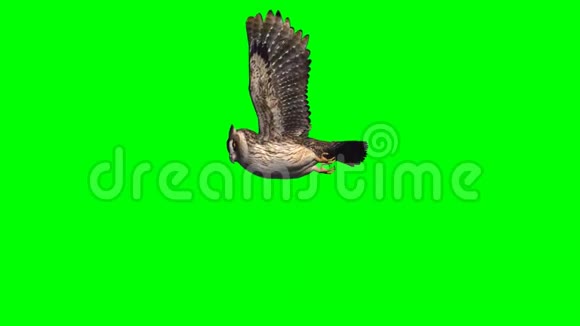 猫头鹰在滑翔2个不同的视图2绿色屏幕视频的预览图