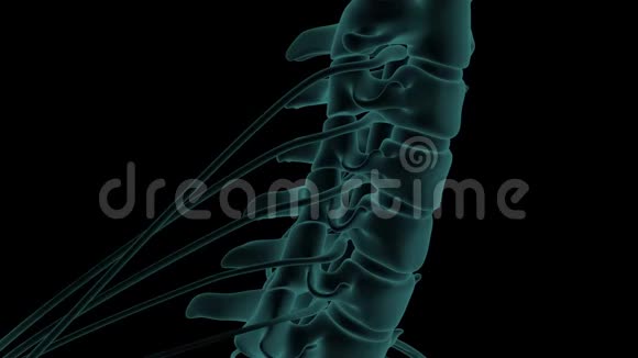 颈椎间盘突出压迫神经根的解剖精确三维x线动画视频的预览图