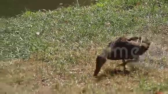 在草地上奔跑的棕色鸭子动物视频的预览图