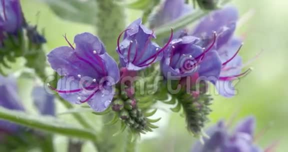 蓝草植物FS7004KRAW奥德赛7Q的美丽花朵视频的预览图