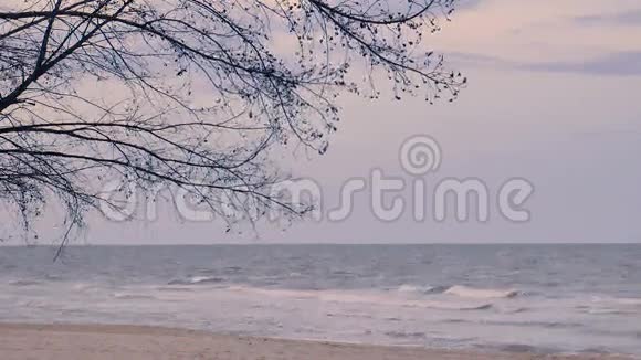 海滩上的松树背景为海天一色的松树枝傍晚泰国恰姆视频的预览图