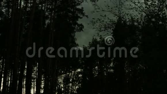 寒冷的阴雨天气森林里阵阵狂风视频的预览图