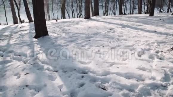 在树林里散步日落时的冬季森林公园视频的预览图