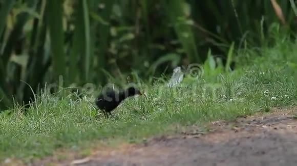 鸟鸡在草地上奔跑动物视频的预览图