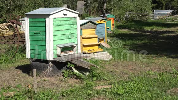 花园里的养蜂场蜜蜂在五颜六色的蜂巢里飞翔4公里视频的预览图