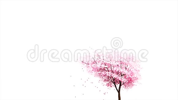 美丽的粉红色日本樱花樱花樱花树盛开花瓣落在白色的背景无缝的环视频的预览图